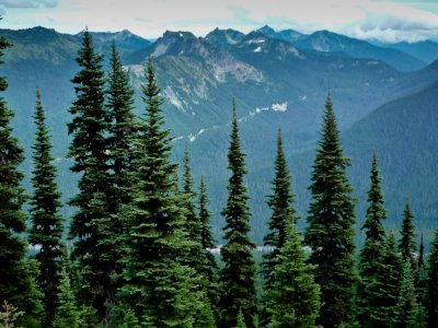 Forests