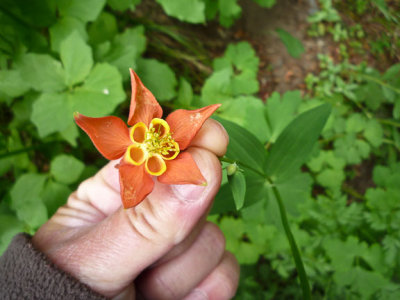 Columbine