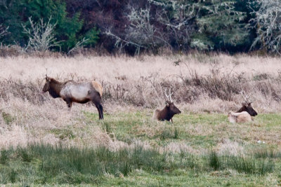 Reedsport Elk