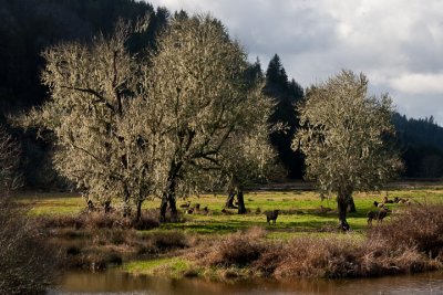 Reedsport Elk2