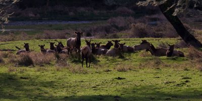 Reedsport Elk3