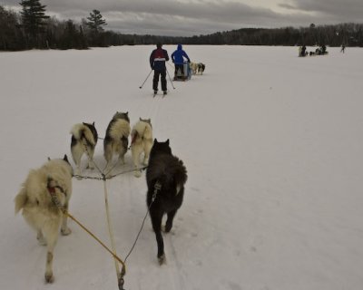 Dogs in action (Photo by Bill Mass)