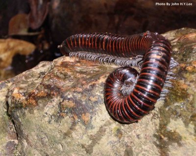 Bloaty Centipede