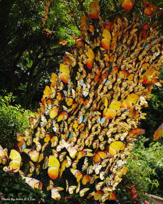 Tree Of Butterflies