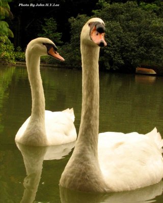 Passing By Singapore Botanic Gardens