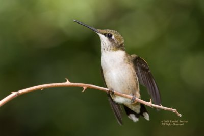 RubyThroated-Hummingbird-01