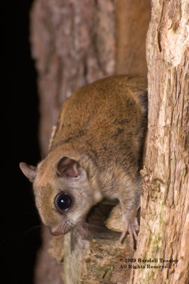 Flying-Squirrel-06