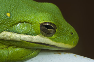 Green Tree Frog 02