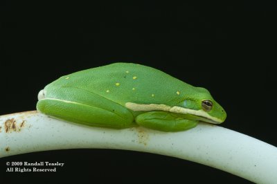 Green Tree Frog 03