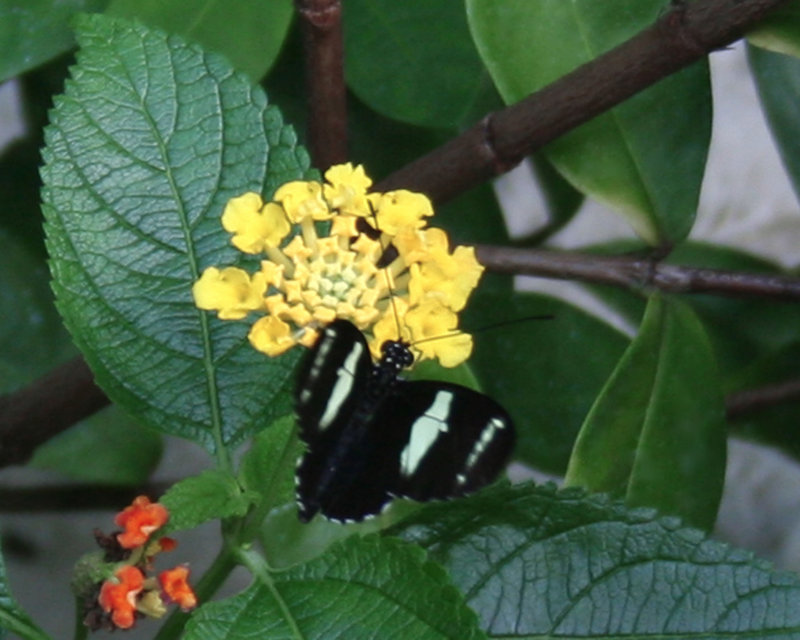Butterfly House Detroit Zoo
