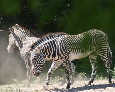 Zebra, dust bath
