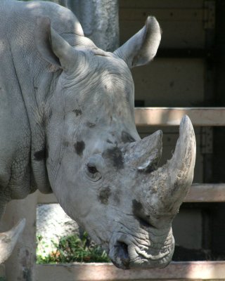Rhino
