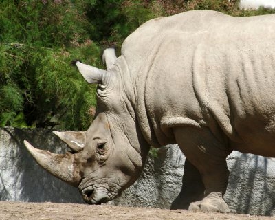 Rhino