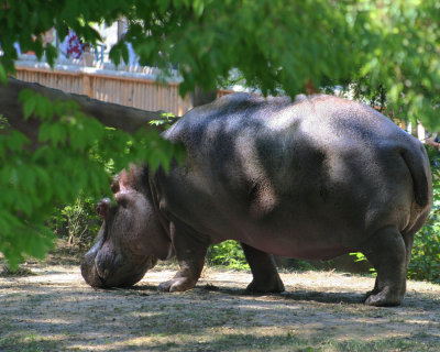 Hippo
