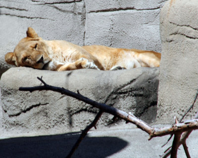 Lions