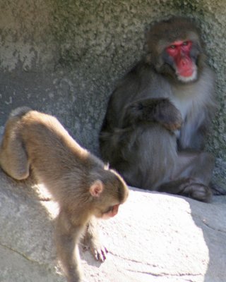 Snow Monkey
