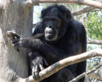 Chimp