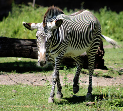 Zebra