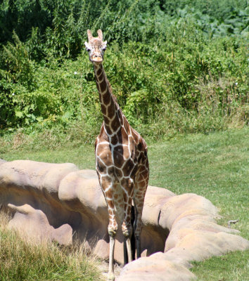 Giraffe