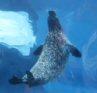Sea Lion - seal