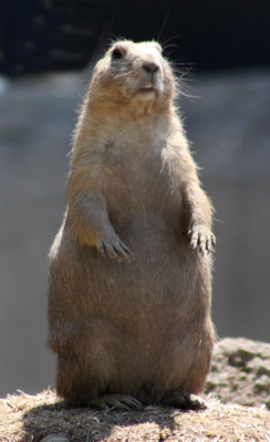 Prarie Dog