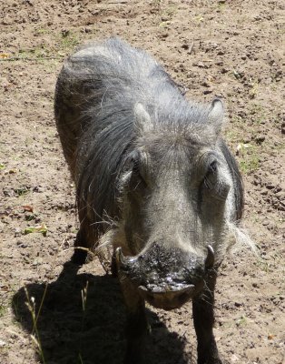 Warthog