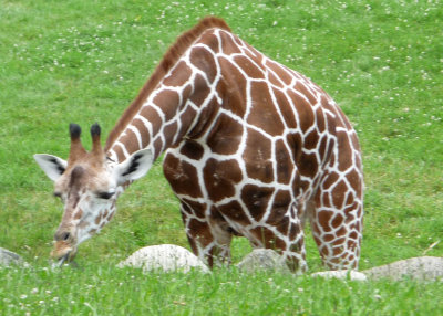 giraffe