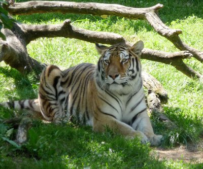 Tiger