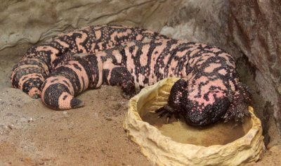lizard