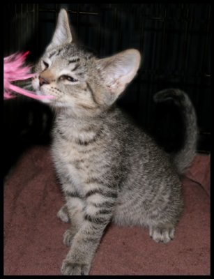 VCA kitten