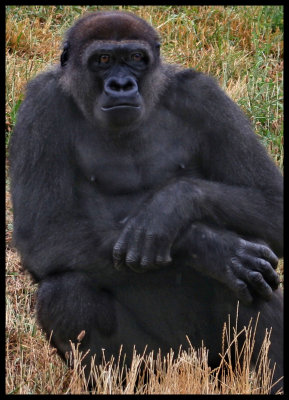 Gorilla