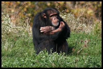 Chimp