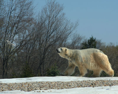 Polar Bear watching the bird