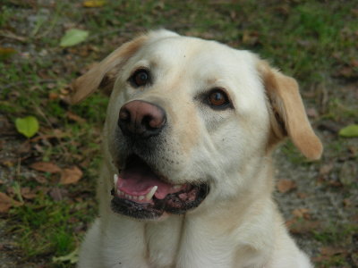 mon beau sourire