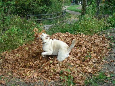 les feuilles mortes j'adore