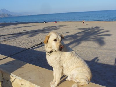 la mer, les palmiers et moi !