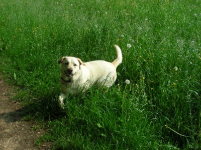 L'herbe est si belle et si frache en Suisse !