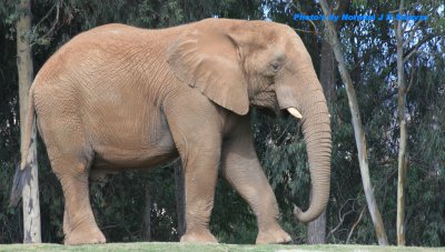 san_diego_wild_animal_park