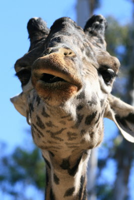 san_diego_zoo