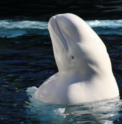 sea_world