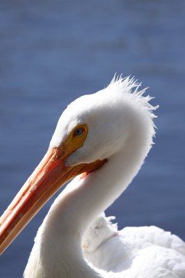 IMG_9525.JPG