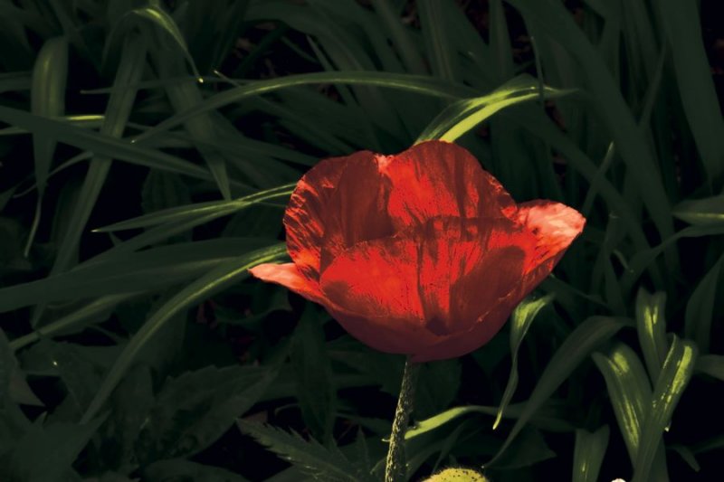 Pavot de soleil