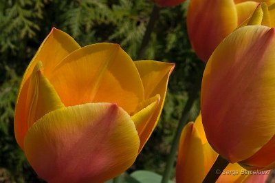 Tulipes