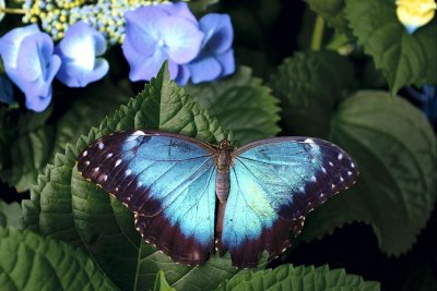 Le papillon