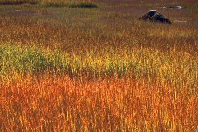 Herbes d'automne