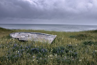 pave lavande
