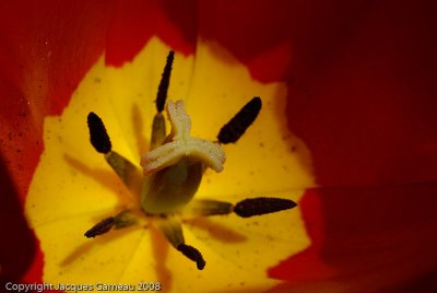 9-Tulipe.jpg