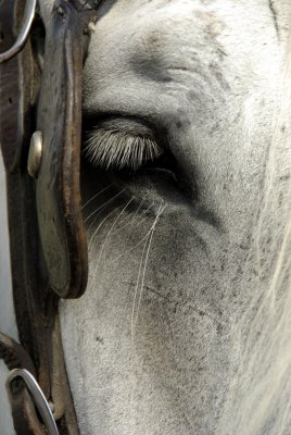 CD_Grey Horse.jpg