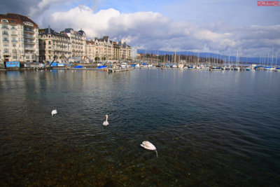 GENEVE - MARTEAU PORT