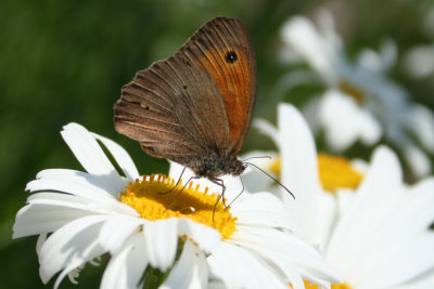 BUTERFLY.jpg